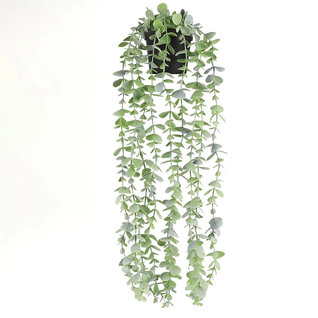 Hanging Eucalyptus Vine