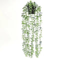 Hanging Eucalyptus Vine