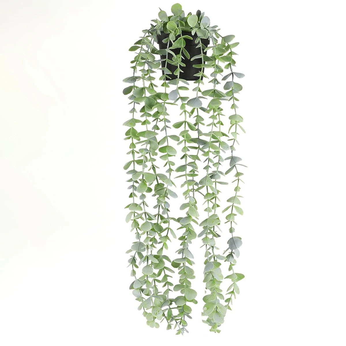 Hanging Eucalyptus Vine