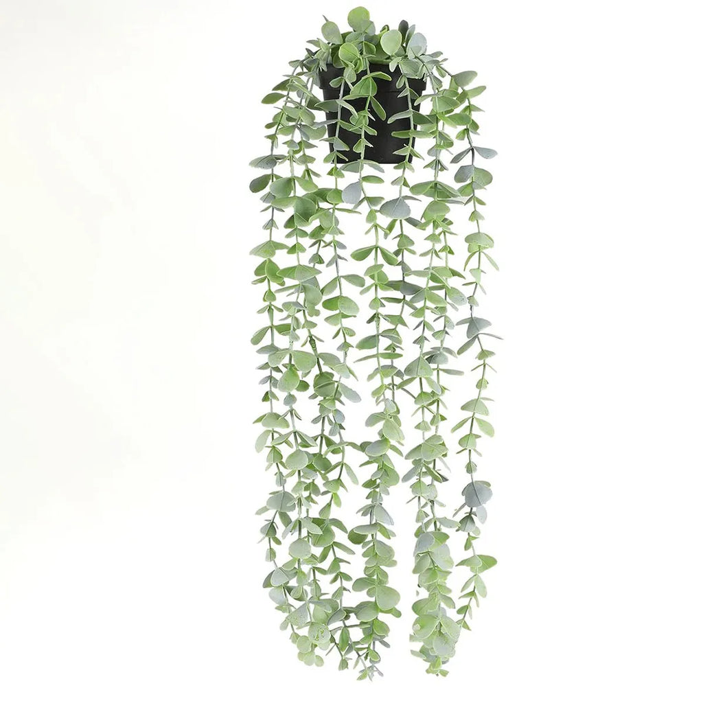 Hanging Eucalyptus Vine