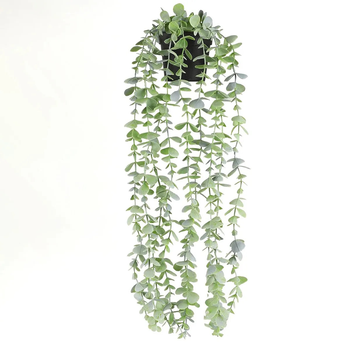 Hanging Eucalyptus Vine